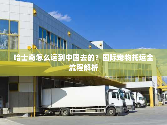 哈士奇怎么运到中国去的？国际宠物托运全流程解析