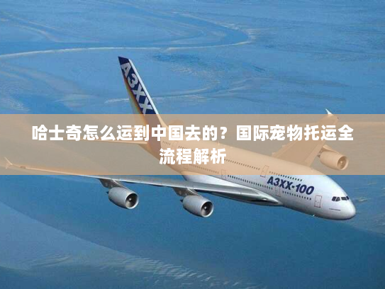哈士奇怎么运到中国去的？国际宠物托运全流程解析
