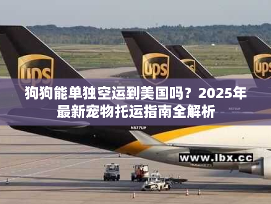 狗狗能单独空运到美国吗？2025年最新宠物托运指南全解析