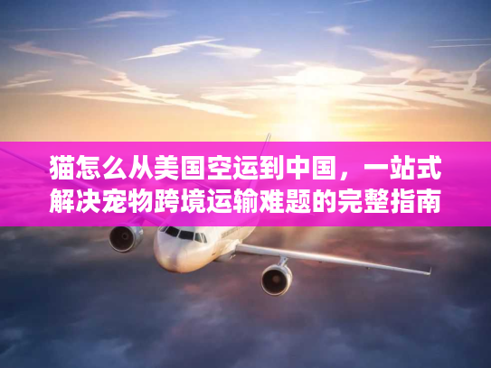 猫怎么从美国空运到中国，一站式解决宠物跨境运输难题的完整指南
