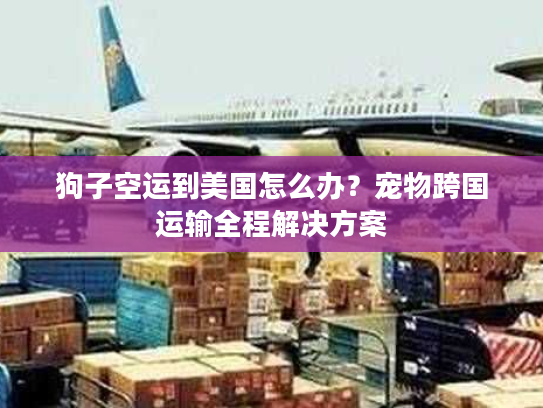 狗子空运到美国怎么办？宠物跨国运输全程解决方案