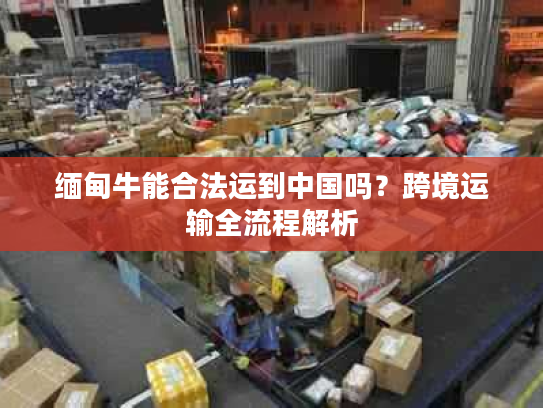 缅甸牛能合法运到中国吗？跨境运输全流程解析