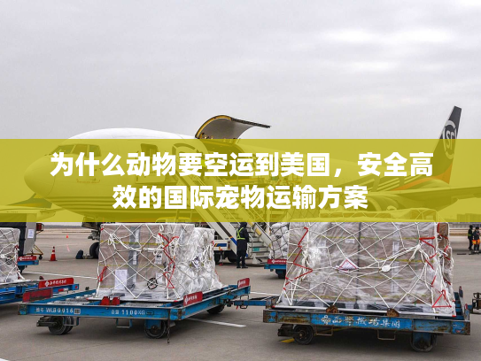 为什么动物要空运到美国，安全高效的国际宠物运输方案