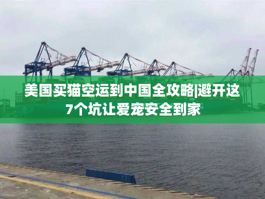美国买猫空运到中国全攻略|避开这7个坑让爱宠安全到家