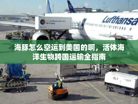海豚怎么空运到美国的啊，活体海洋生物跨国运输全指南