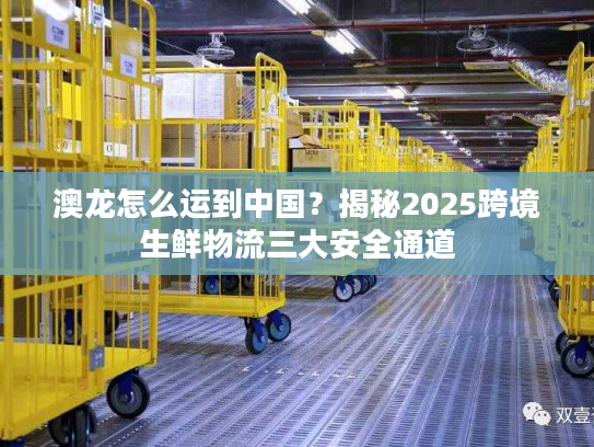 澳龙怎么运到中国？揭秘2025跨境生鲜物流三大安全通道