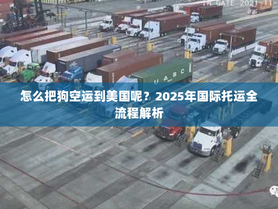 怎么把狗空运到美国呢？2025年国际托运全流程解析