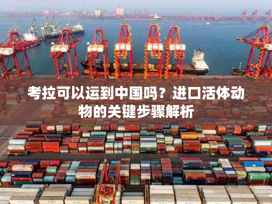 考拉可以运到中国吗？进口活体动物的关键步骤解析