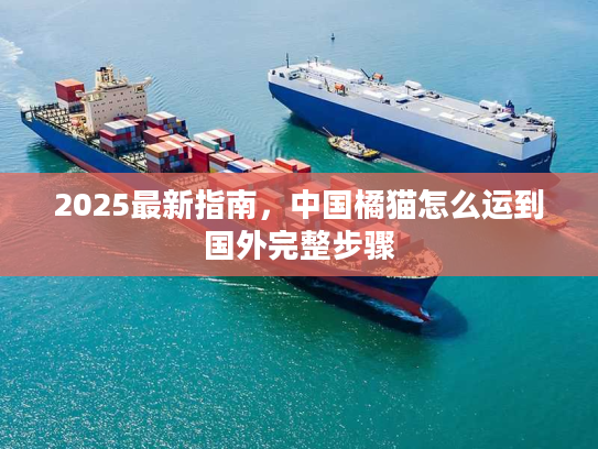 2025最新指南，中国橘猫怎么运到国外完整步骤