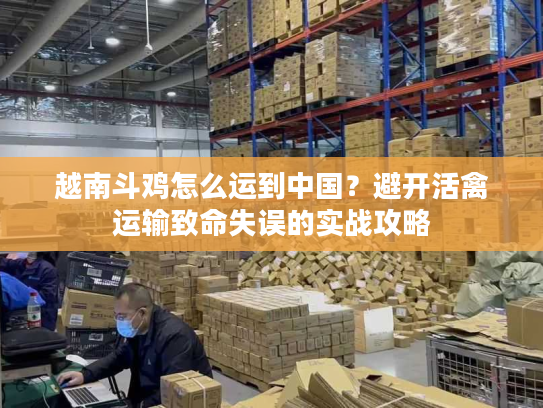 越南斗鸡怎么运到中国？避开活禽运输致命失误的实战攻略