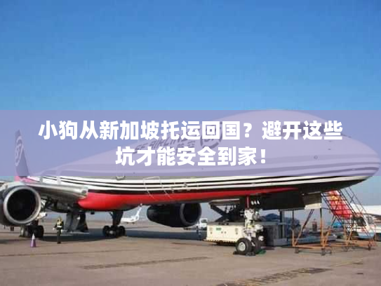 小狗从新加坡托运回国?避开这些坑才能安全到家! 小狗从新加坡托运回国?避开这些坑才能安全到家!