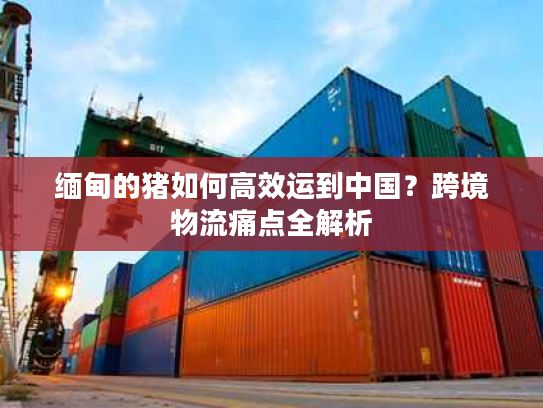 缅甸的猪如何高效运到中国？跨境物流痛点全解析