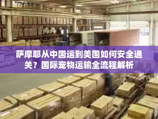 萨摩耶从中国运到美国如何安全通关?国际宠物运输全流程解析 萨摩耶从中国运到美国如何安全通关?国际宠物运输全流程解析