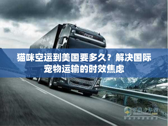 猫咪空运到美国要多久？解决国际宠物运输的时效焦虑
