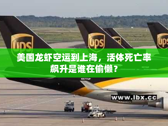 美国龙虾空运到上海，活体死亡率飙升是谁在偷懒？