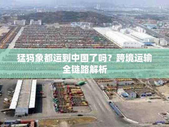 猛犸象都运到中国了吗？跨境运输全链路解析