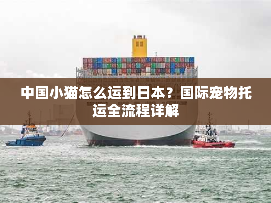 中国小猫怎么运到日本？国际宠物托运全流程详解