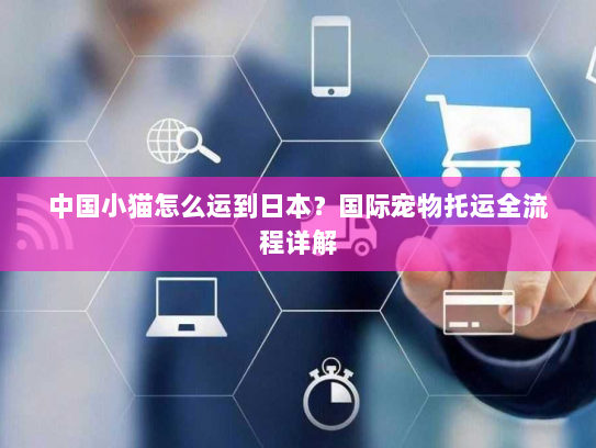 中国小猫怎么运到日本？国际宠物托运全流程详解