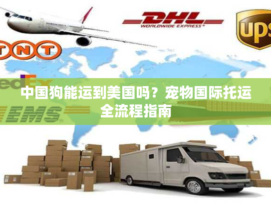 中国狗能运到美国吗？宠物国际托运全流程指南