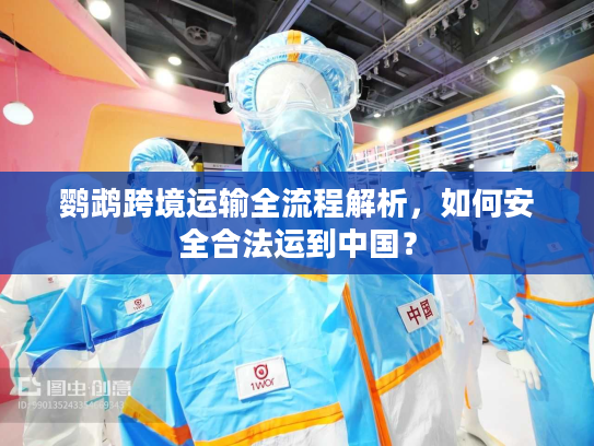 鹦鹉跨境运输全流程解析，如何安全合法运到中国？