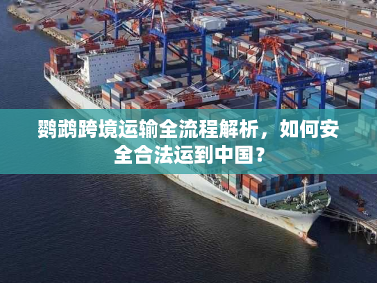 鹦鹉跨境运输全流程解析，如何安全合法运到中国？