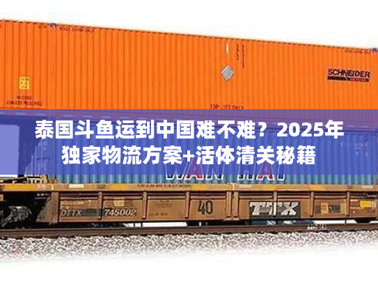 泰国斗鱼运到中国难不难？2025年独家物流方案+活体清关秘籍