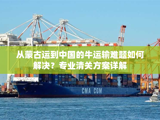 从蒙古运到中国的牛运输难题如何解决？专业清关方案详解
