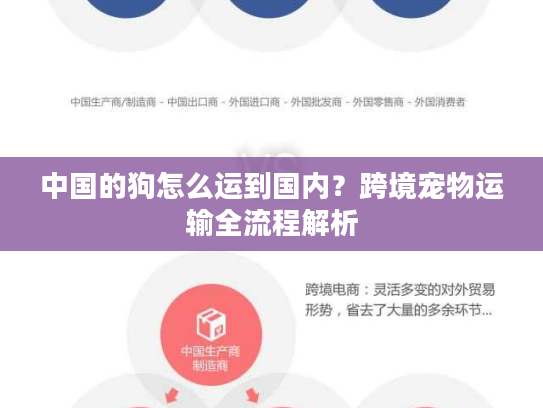 中国的狗怎么运到国内？跨境宠物运输全流程解析