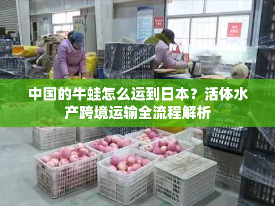 中国的牛蛙怎么运到日本？活体水产跨境运输全流程解析