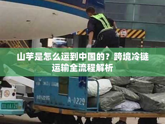 山芋是怎么运到中国的？跨境冷链运输全流程解析