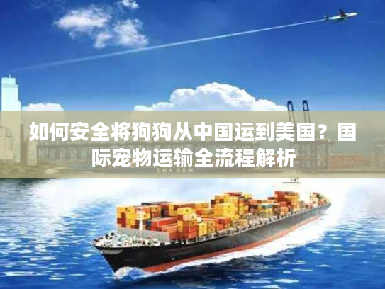 如何安全将狗狗从中国运到美国？国际宠物运输全流程解析
