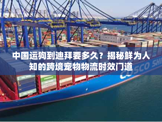中国运狗到迪拜要多久？揭秘鲜为人知的跨境宠物物流时效门道