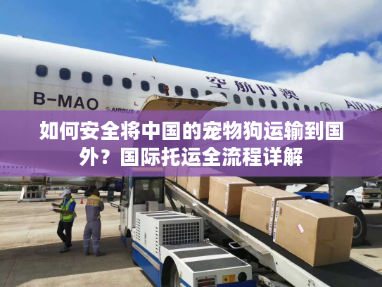 如何安全将中国的宠物狗运输到国外？国际托运全流程详解