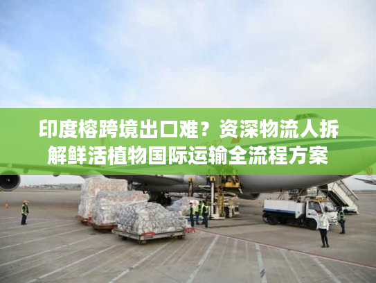 印度榕跨境出口难？资深物流人拆解鲜活植物国际运输全流程方案