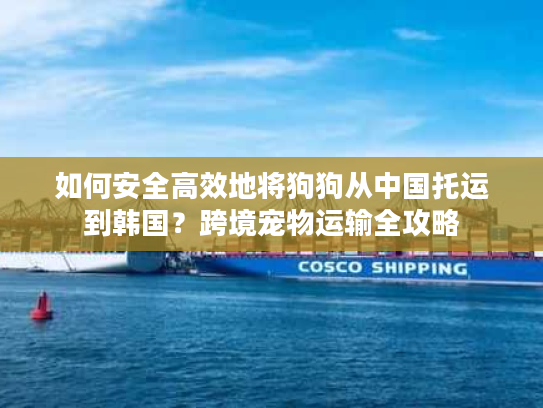 如何安全高效地将狗狗从中国托运到韩国？跨境宠物运输全攻略