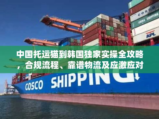 中国托运猫到韩国独家实操全攻略，合规流程、靠谱物流及应激应对