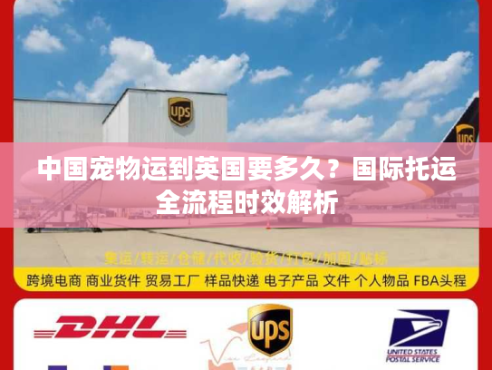 中国宠物运到英国要多久？国际托运全流程时效解析