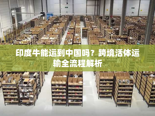 印度牛能运到中国吗？跨境活体运输全流程解析