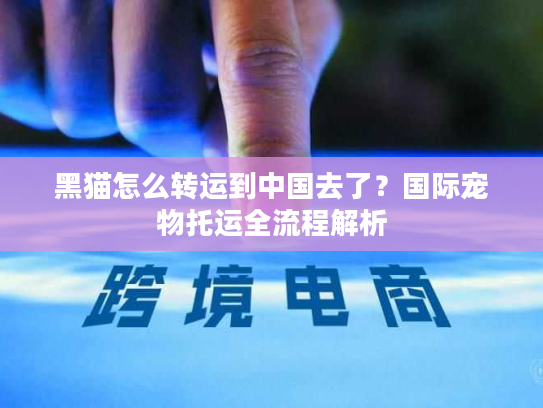 黑猫怎么转运到中国去了？国际宠物托运全流程解析