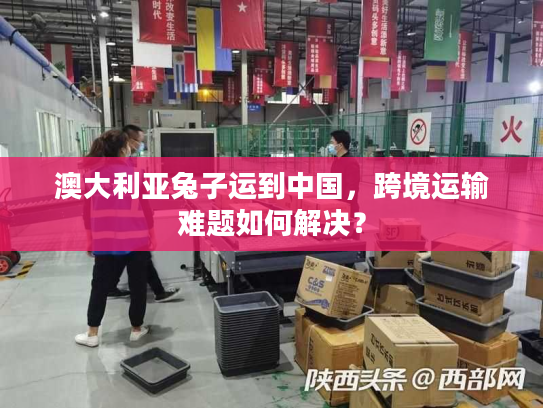 澳大利亚兔子运到中国，跨境运输难题如何解决？