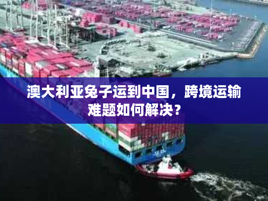 澳大利亚兔子运到中国，跨境运输难题如何解决？