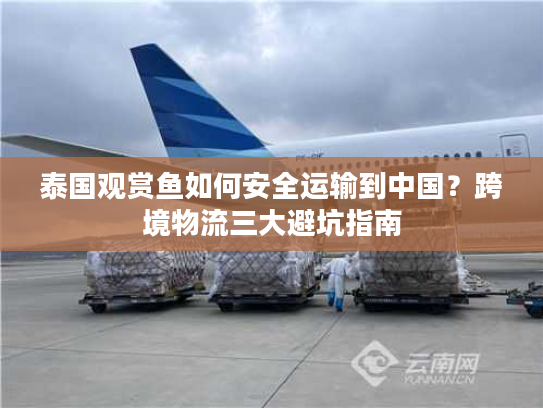 泰国观赏鱼如何安全运输到中国？跨境物流三大避坑指南