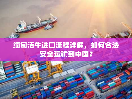 缅甸活牛进口流程详解，如何合法安全运输到中国？