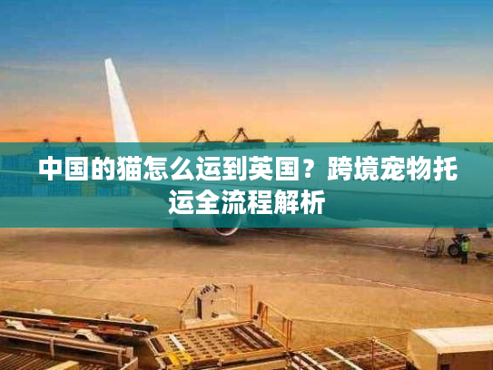 中国的猫怎么运到英国？跨境宠物托运全流程解析