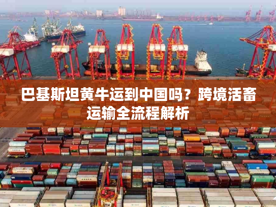 巴基斯坦黄牛运到中国吗？跨境活畜运输全流程解析