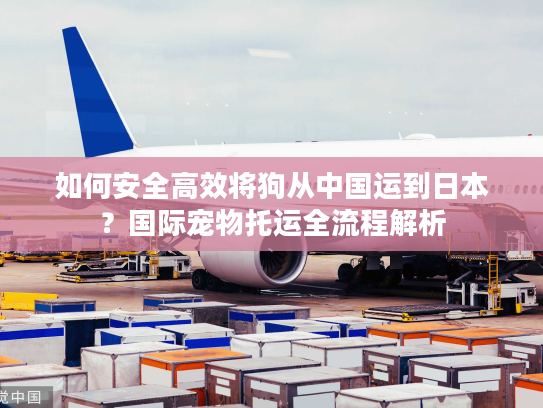 如何安全高效将狗从中国运到日本？国际宠物托运全流程解析