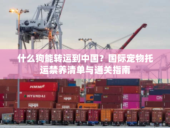 什么狗能转运到中国？国际宠物托运禁养清单与通关指南