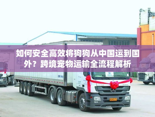 如何安全高效将狗狗从中国运到国外？跨境宠物运输全流程解析