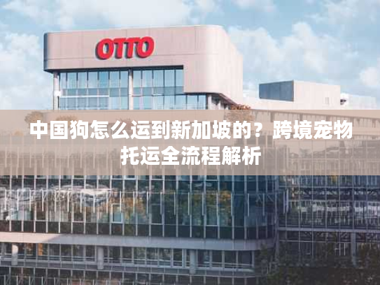 中国狗怎么运到新加坡的?跨境宠物托运全流程解析 中国狗怎么运到新加坡的?跨境宠物托运全流程解析
