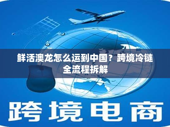 鲜活澳龙怎么运到中国？跨境冷链全流程拆解